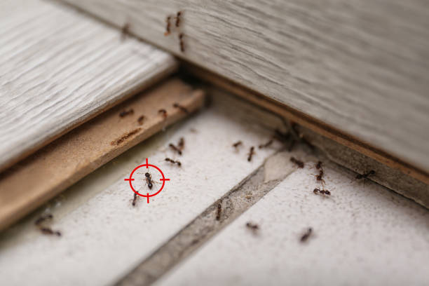 Best Local Pest Control Services  in Little Falls, NY