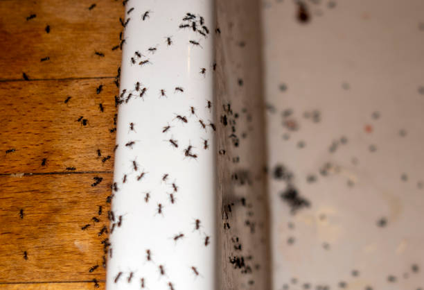 Best Termite Control Services  in Little Falls, NY