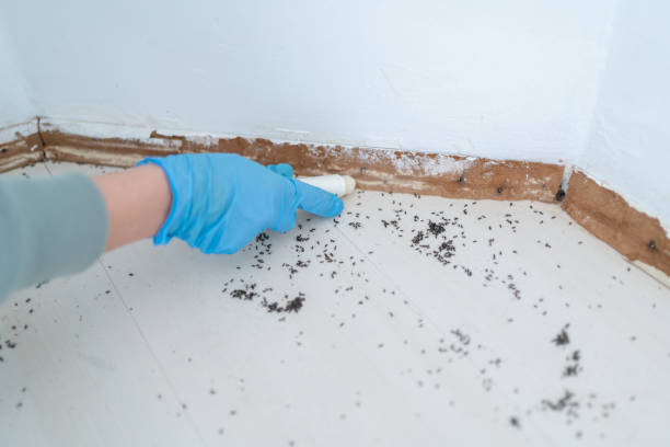Best Mosquito Control Services  in Little Falls, NY